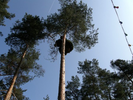 Pinus sylvestris Eliška Drusanová